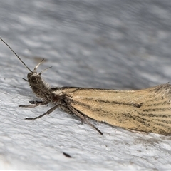 Thema protogramma (A concealer moth) at Melba, ACT - 24 Sep 2024 by kasiaaus