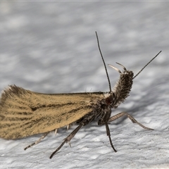 Thema protogramma at Melba, ACT - 24 Sep 2024 11:59 PM