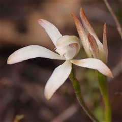 Caladenia ustulata at Gundaroo, NSW - 20 Sep 2024