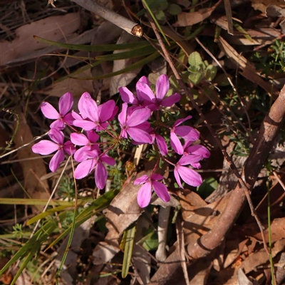 Tetratheca bauerifolia (Heath Pink-bells) at Gundaroo, NSW - 20 Sep 2024 by ConBoekel