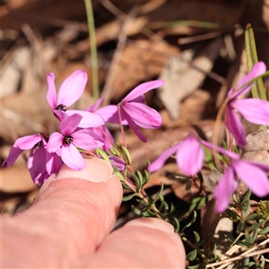 Tetratheca bauerifolia at Gundaroo, NSW - 20 Sep 2024 02:45 PM