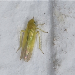 Cicadellidae (family) at Melba, ACT - 24 Sep 2024 by kasiaaus