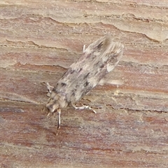 Unidentified Moth (Lepidoptera) at Charleys Forest, NSW - 17 Jun 2024 by arjay