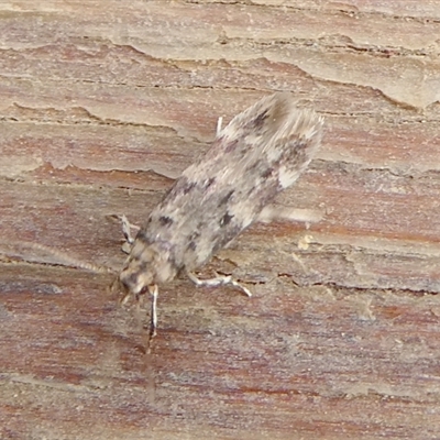 Unidentified Moth (Lepidoptera) at Charleys Forest, NSW - 17 Jun 2024 by arjay