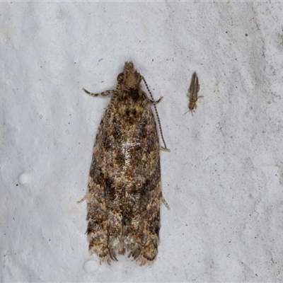 Isochorista ranulana (A Tortricid moth) at Melba, ACT - 24 Sep 2024 by kasiaaus