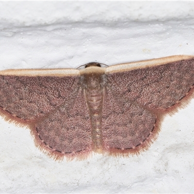 Idaea inversata (Purple Wave) at Melba, ACT - 24 Sep 2024 by kasiaaus