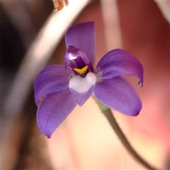 Glossodia major (Wax Lip Orchid) at Gundaroo, NSW - 20 Sep 2024 by ConBoekel