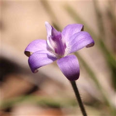 Glossodia major at Gundaroo, NSW - 20 Sep 2024