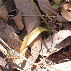 Glossodia major at Gundaroo, NSW - 20 Sep 2024