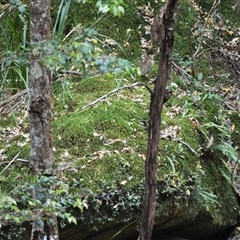 Zoothera lunulata (Bassian Thrush) at Jamberoo, NSW - 25 Sep 2024 by plants