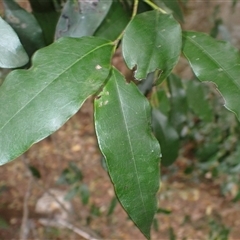 Diospyros pentamera (Myrtle Ebony) at Jamberoo, NSW - 25 Sep 2024 by plants