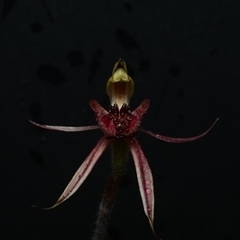 Caladenia actensis (Canberra Spider Orchid) at Kenny, ACT - 25 Sep 2024 by BB23