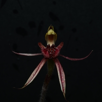 Caladenia actensis (Canberra Spider Orchid) at Kenny, ACT - 25 Sep 2024 by BB23