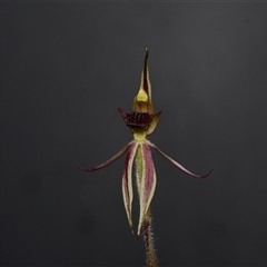 Caladenia actensis at suppressed - suppressed