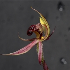 Caladenia actensis at suppressed - suppressed