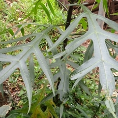 Solanum aviculare (Kangaroo Apple) at Jamberoo, NSW - 25 Sep 2024 by plants