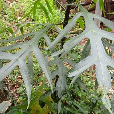 Solanum aviculare (Kangaroo Apple) at Jamberoo, NSW - 25 Sep 2024 by plants