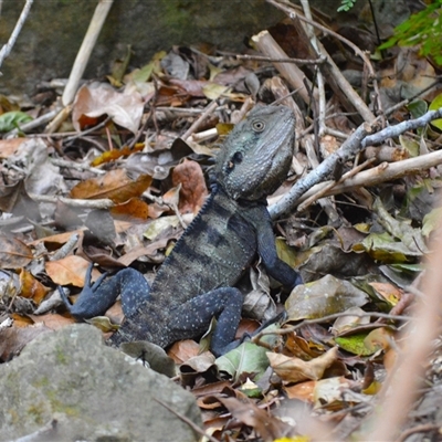 Intellagama lesueurii howittii at Jamberoo, NSW - 25 Sep 2024 by plants