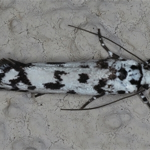 Ethmia eupostica at Ainslie, ACT - 23 Sep 2024 10:47 PM