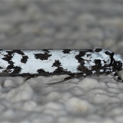 Ethmia eupostica at Ainslie, ACT - 23 Sep 2024 10:47 PM