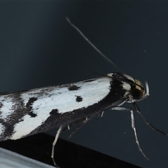 Philobota lysizona (A concealer moth) at Ainslie, ACT - 23 Sep 2024 by jb2602