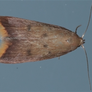 Tachystola acroxantha at Ainslie, ACT - 23 Sep 2024 10:08 PM