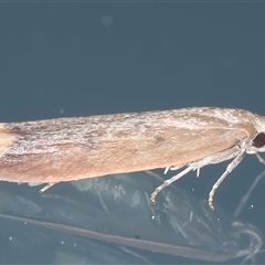 Tachystola acroxantha at Ainslie, ACT - 23 Sep 2024 10:08 PM