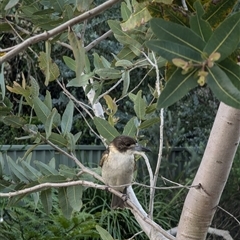 Cracticus torquatus (Grey Butcherbird) at Mount Kembla, NSW - 26 Aug 2024 by BackyardHabitatProject