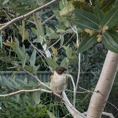 Cracticus torquatus (Grey Butcherbird) at Mount Kembla, NSW - 26 Aug 2024 by BackyardHabitatProject