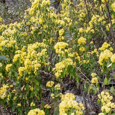 Pomaderris intermedia (Golden Pomaderris) at Palerang, NSW - 25 Sep 2024 by Philip