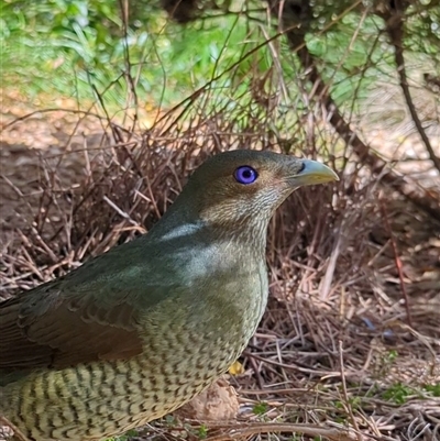 Ptilonorhynchus violaceus (Satin Bowerbird) at Mount Kembla, NSW - 26 Sep 2024 by BackyardHabitatProject