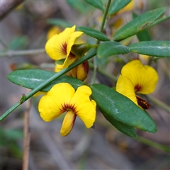 Bossiaea kiamensis at Robertson, NSW - 25 Sep 2024 by RobG1