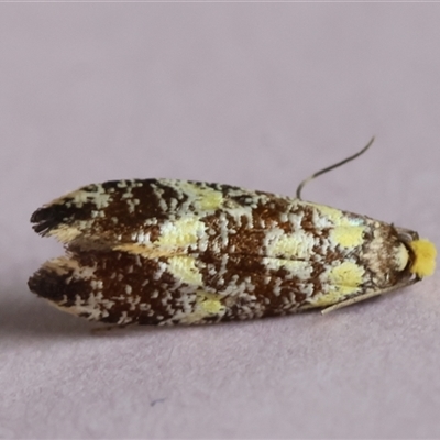 Monopis chrysogramma at Moruya, NSW - 26 Sep 2024 by LisaH