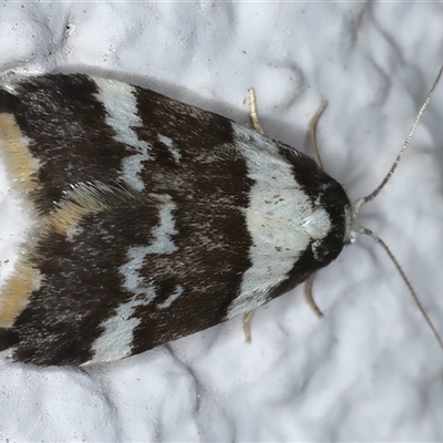 Halone sejuncta (Variable Halone) at Ainslie, ACT - 23 Sep 2024 by jb2602