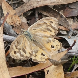 Heteronympha merope at Charleys Forest, NSW - suppressed