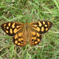 Heteronympha paradelpha (Spotted Brown) at Charleys Forest, NSW - 24 Jan 2022 by arjay