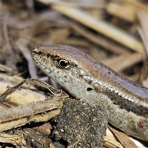 Lampropholis guichenoti at Braidwood, NSW - 26 Sep 2024