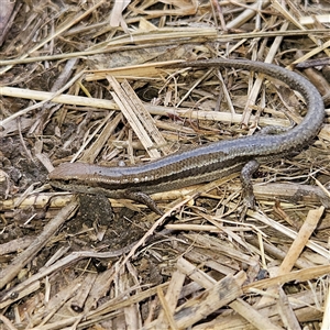 Lampropholis guichenoti at Braidwood, NSW - 26 Sep 2024