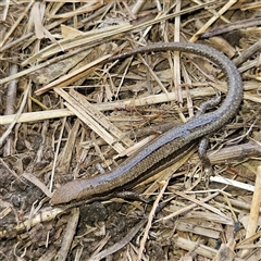 Lampropholis guichenoti at Braidwood, NSW - 26 Sep 2024