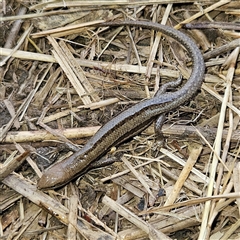 Lampropholis guichenoti at Braidwood, NSW - 26 Sep 2024