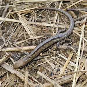 Lampropholis guichenoti at Braidwood, NSW - 26 Sep 2024