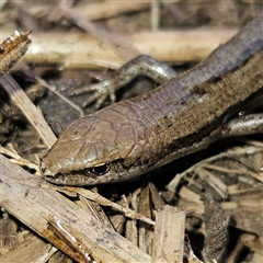 Lampropholis guichenoti at Braidwood, NSW - 26 Sep 2024