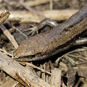 Lampropholis guichenoti at Braidwood, NSW - 26 Sep 2024