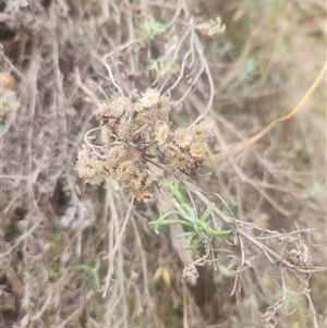 Chrysocephalum semipapposum at Kambah, ACT - 26 Sep 2024 01:39 PM