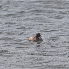 Tachybaptus novaehollandiae (Australasian Grebe) at Yarralumla, ACT - 24 Sep 2024 by HappyWanderer