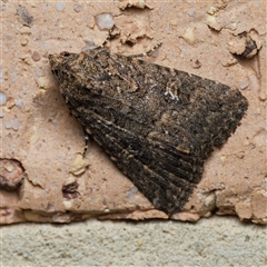 Hypoperigea tonsa (A Noctuid moth (Acronictinae) at Harrison, ACT - 25 Sep 2024 by DPRees125