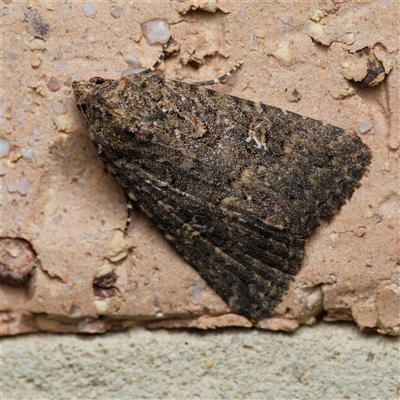 Hypoperigea tonsa (A noctuid moth) at Harrison, ACT - 25 Sep 2024 by DPRees125