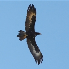 Aquila audax (Wedge-tailed Eagle) at Throsby, ACT - 21 Jul 2024 by TimL