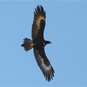 Aquila audax at Throsby, ACT - 21 Jul 2024 02:21 PM