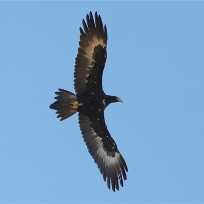 Aquila audax (Wedge-tailed Eagle) at Throsby, ACT - 21 Jul 2024 by TimL